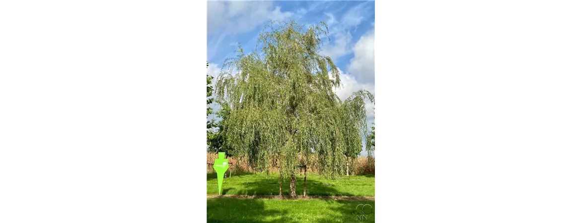 Salix_alba_Tristis_50-60 400-600 x 500-700_241_NeuPfl