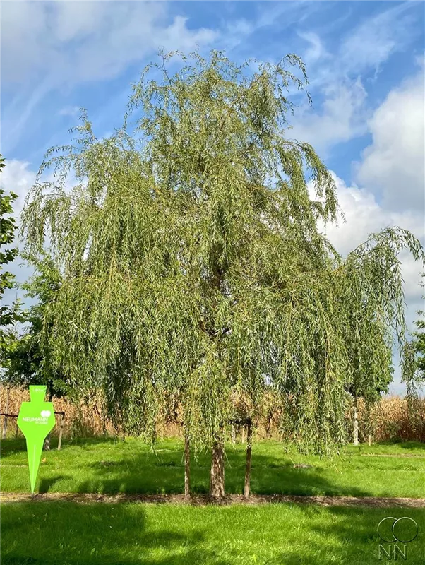 Salix alba 'Tristis'