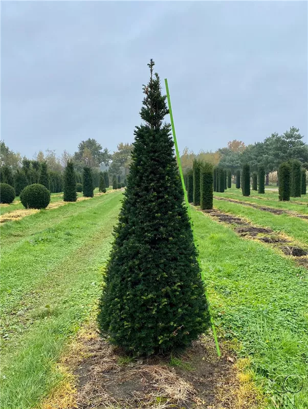 Taxus baccata