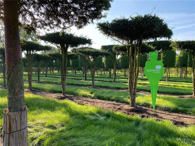 Taxus baccata