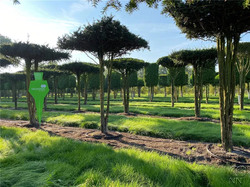 Taxus baccata
