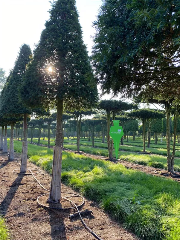 Taxus baccata
