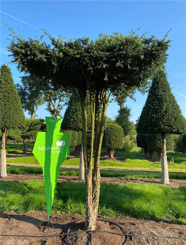 Taxus baccata