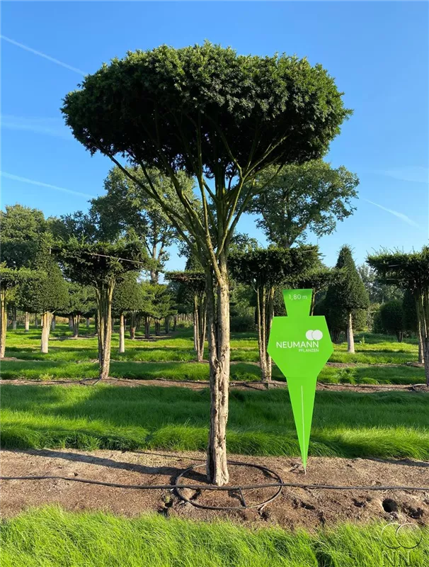 Taxus baccata
