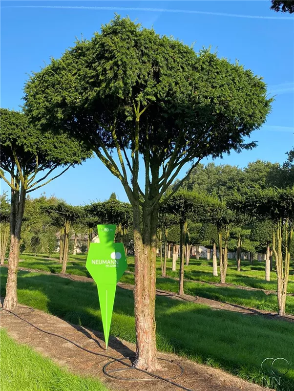 Taxus baccata