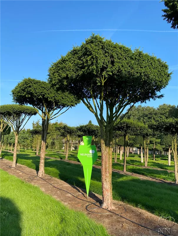 Taxus baccata