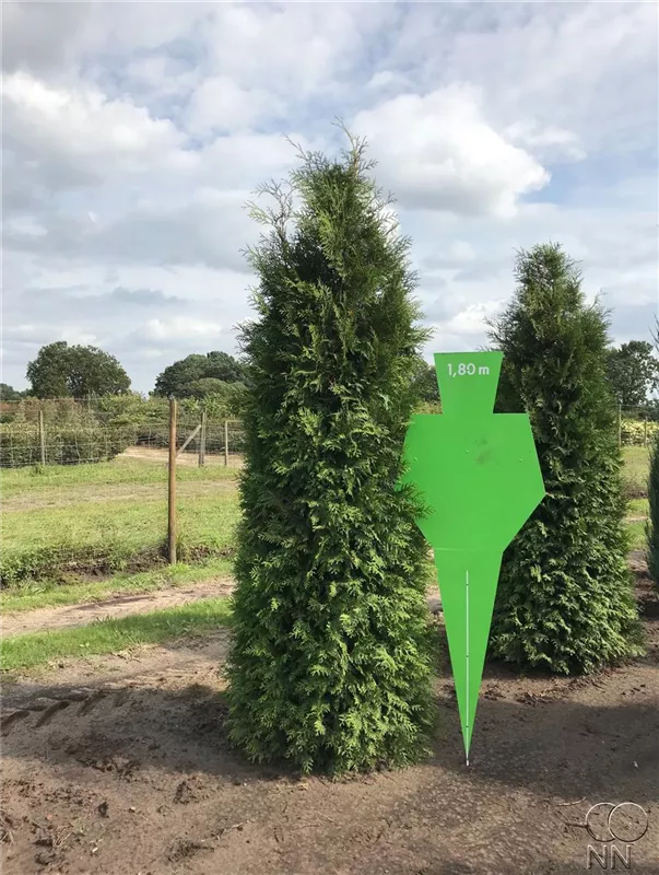Thuja occidentalis 'Brabant'