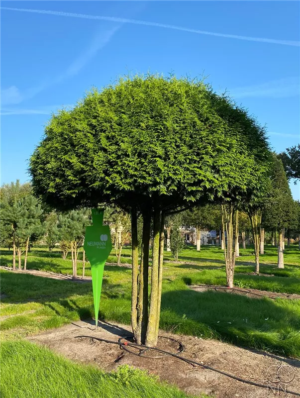 Thuja occidentalis 'Brabant'