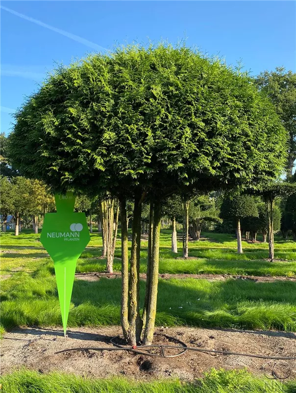 Thuja occidentalis 'Brabant'