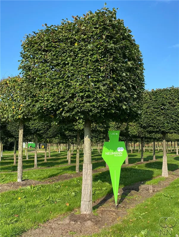 Tilia cordata 'Rancho'