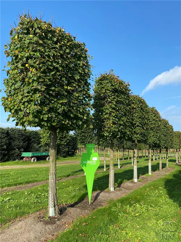 Tilia europaea 'Pallida'