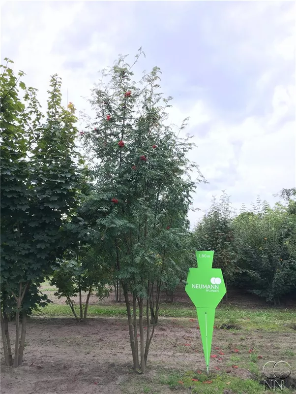 Sorbus aucuparia