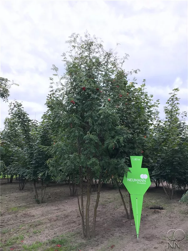 Sorbus aucuparia