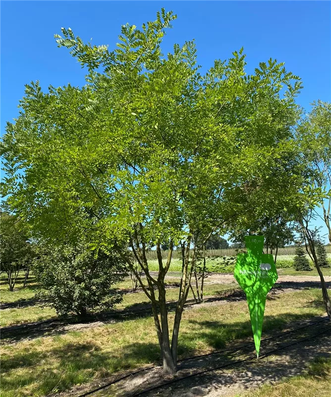Sophora japonica 'Regent'