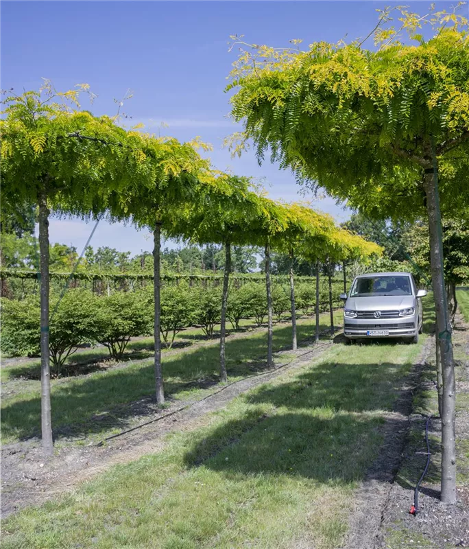 Gleditsia triacanthos 'Sunburst'