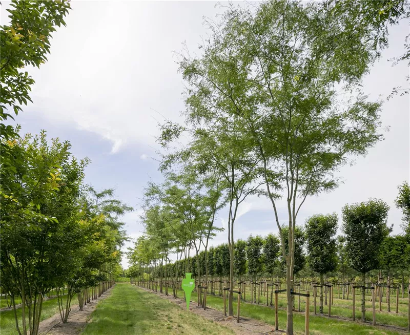 Gleditsia triacanthos 'Skyline'