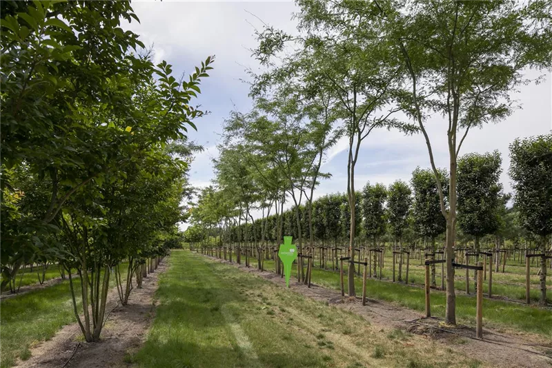 Gleditsia triacanthos 'Skyline'