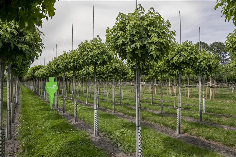 Liquidambar styraciflua 'Gumball'
