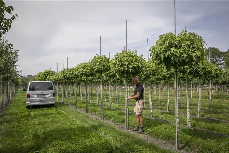 Liquidambar styraciflua 'Gumball'