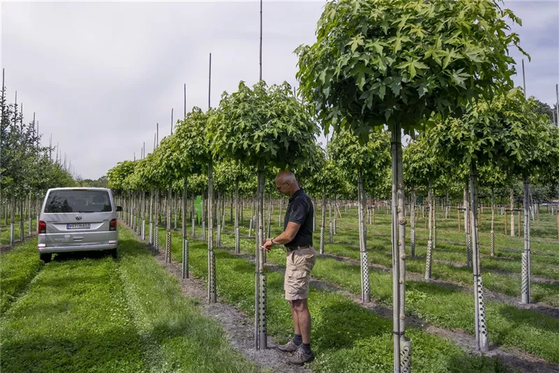Liquidambar styraciflua 'Gumball'