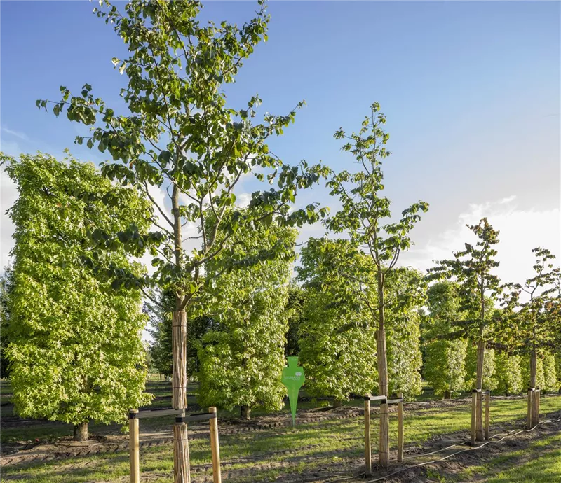 Parrotia persica