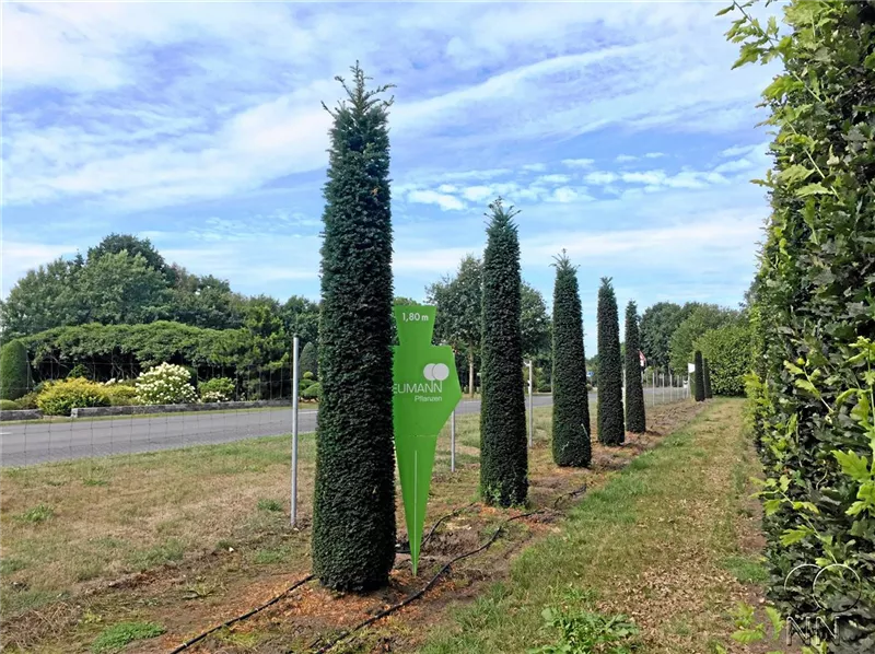 Taxus baccata 'Höpken's Gigant'