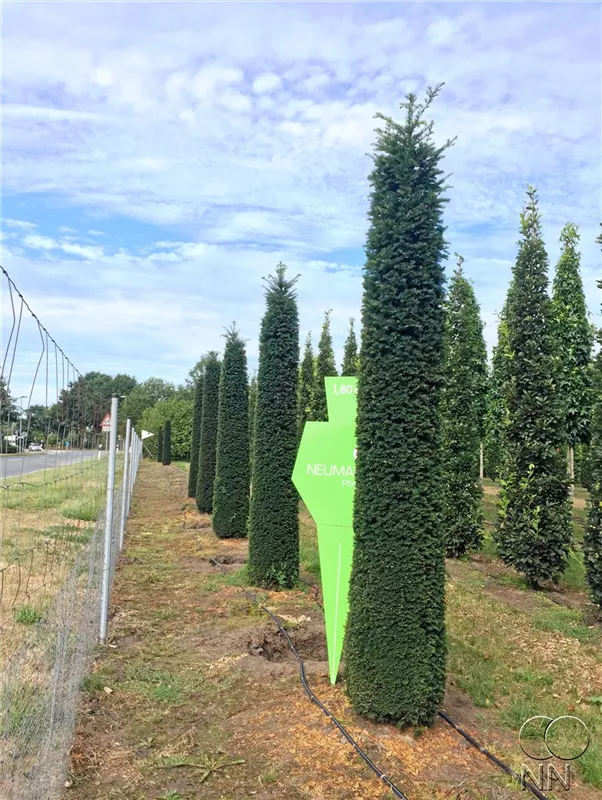 Taxus baccata 'Höpken's Gigant'