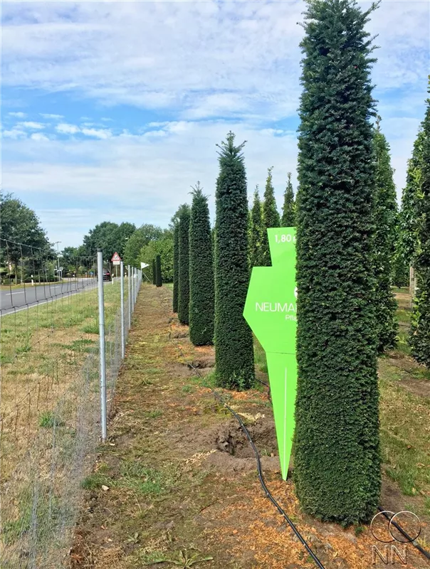 Taxus baccata 'Höpken's Gigant'