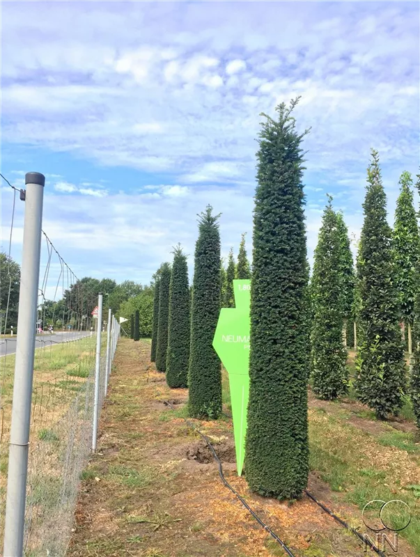 Taxus baccata 'Höpken's Gigant'