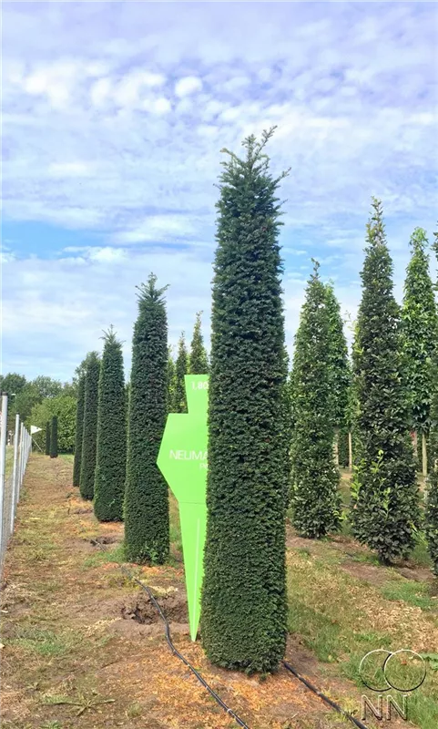 Taxus baccata 'Höpken's Gigant'