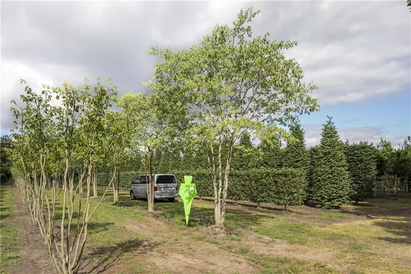Celtis australis