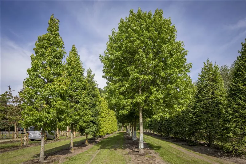 Liquidambar styraciflua 'Palo Alto'