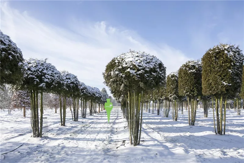 Thuja occidentalis 'Brabant'
