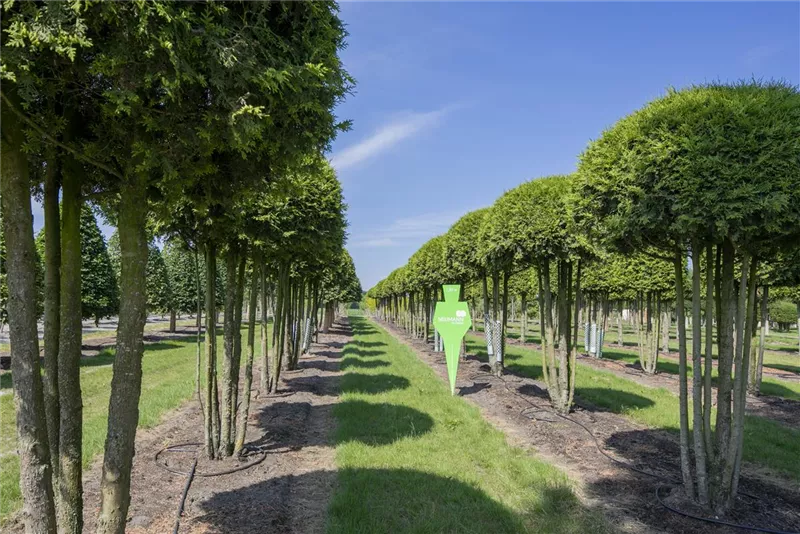 Thuja occidentalis 'Brabant'