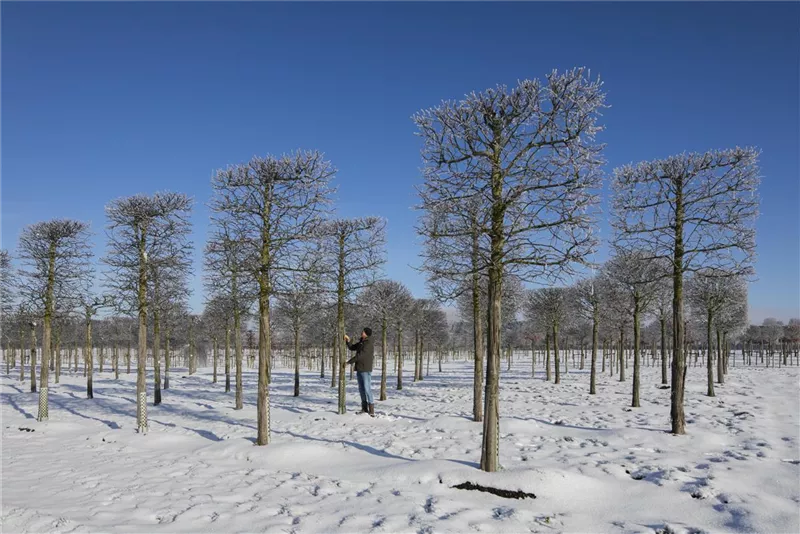 Tilia europaea 'Pallida'