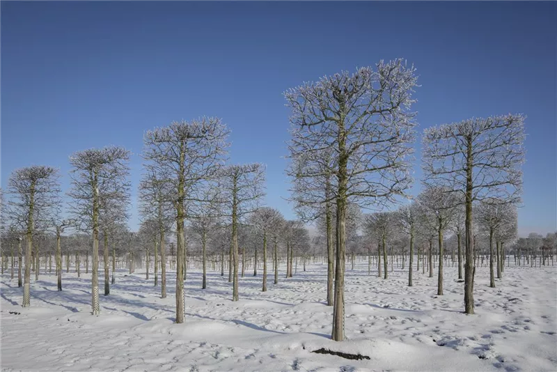 Tilia europaea 'Pallida'