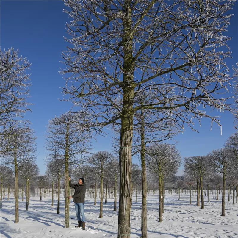 Tilia europaea 'Pallida'