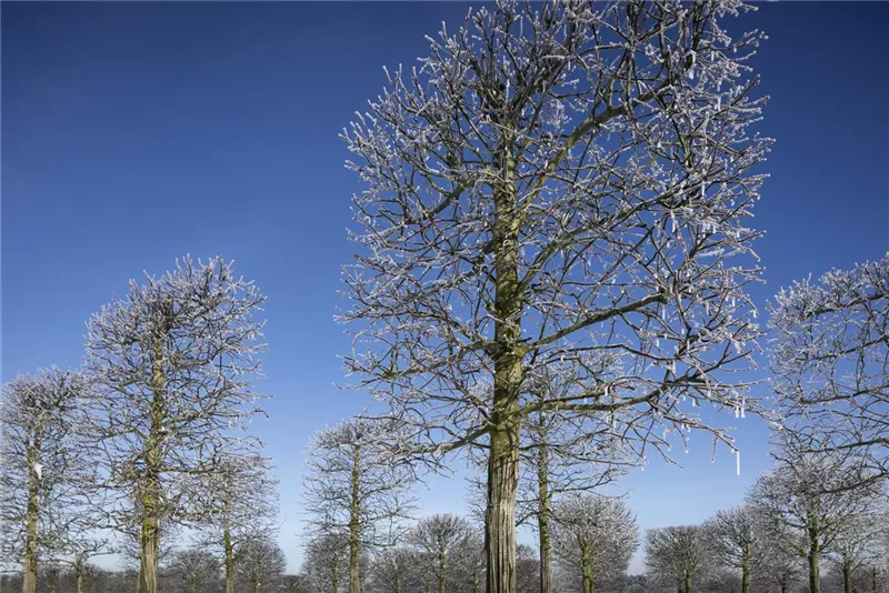 Tilia europaea 'Pallida'