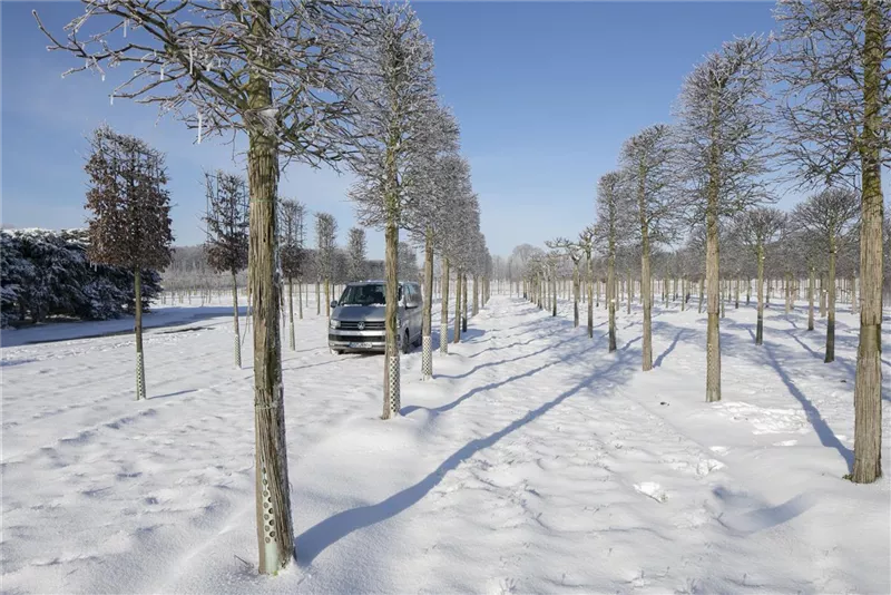 Tilia europaea 'Pallida'