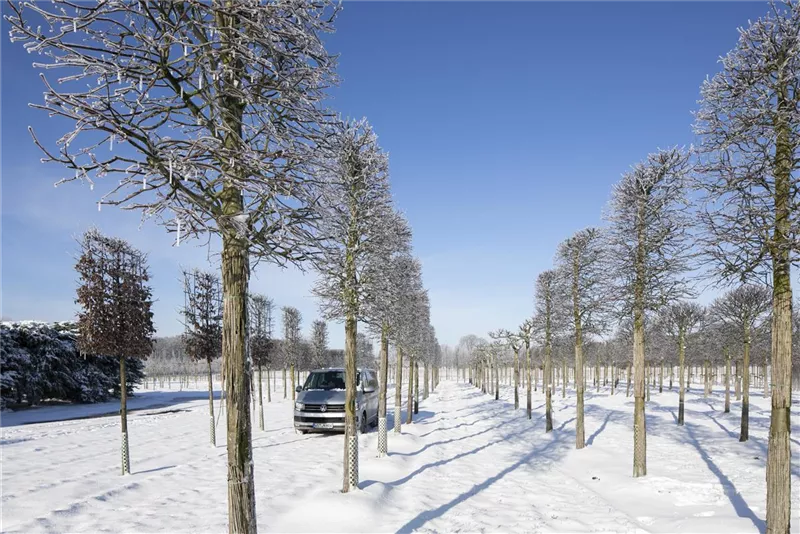 Tilia europaea 'Pallida'