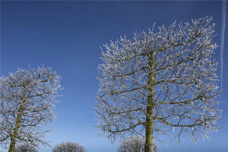 Tilia europaea 'Pallida'