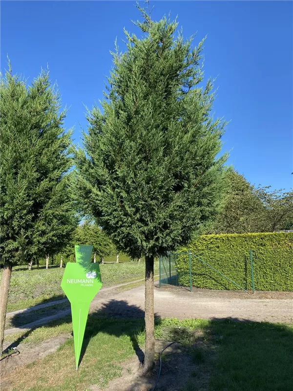 Cupressocyparis leylandii