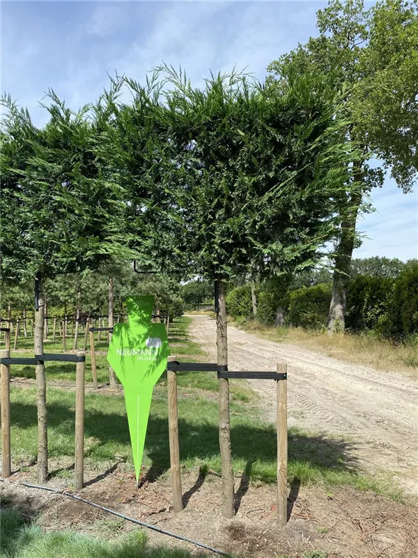 Cupressocyparis leylandii