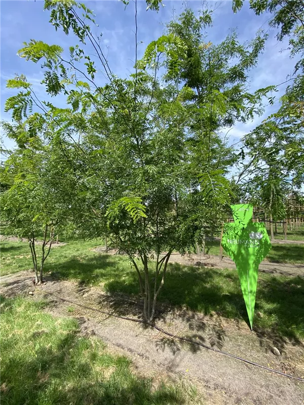 Gleditsia triacanthos 'Skyline'
