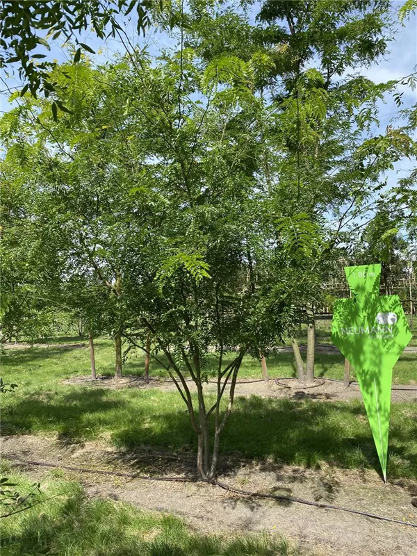 Gleditsia triacanthos 'Skyline'