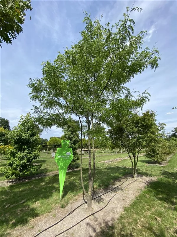 Gleditsia triacanthos 'Skyline'