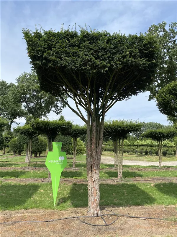 Taxus baccata