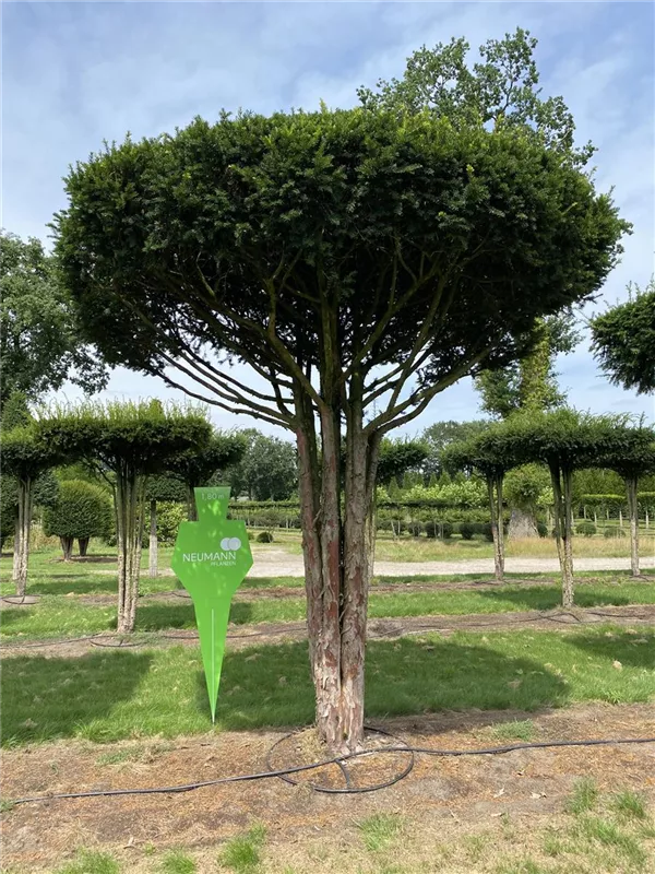 Taxus baccata