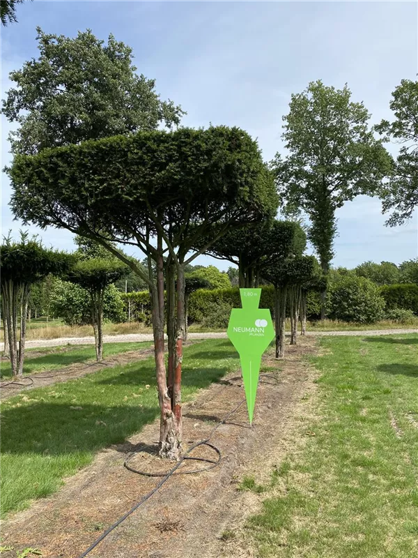 Taxus baccata