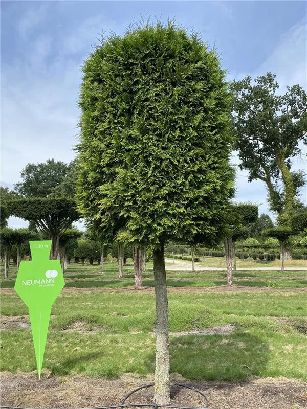 Thuja occidentalis 'Brabant'